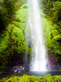 View of waterfall in forest