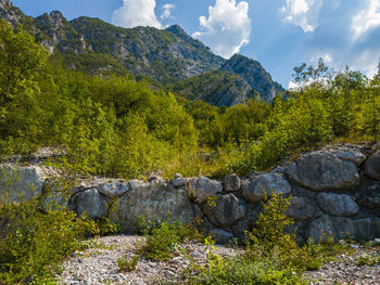 Plants growing by stream against mountains