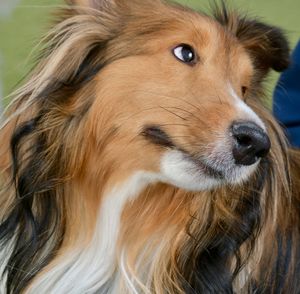 Close-up portrait of a dog