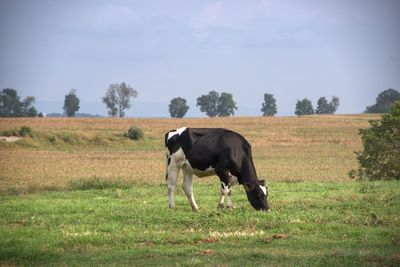 Cows in a field