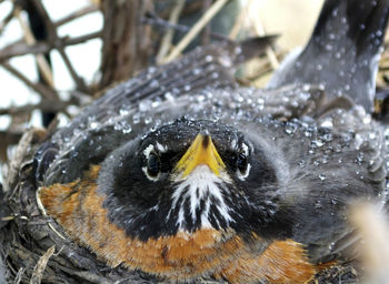 Close-up of owl perching outdoors