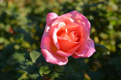 Close-up of pink rose