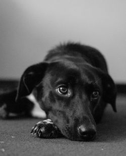 Close-up portrait of dog