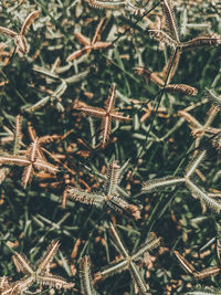 Full frame shot of frozen plants