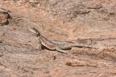 Close-up of lizard