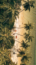 High angle view of palm tree by sea