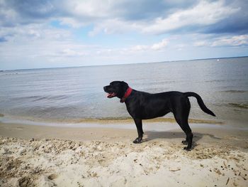 Dog standing on beach