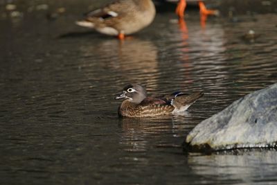 Ducks in a lake