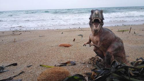 View of a horse on beach