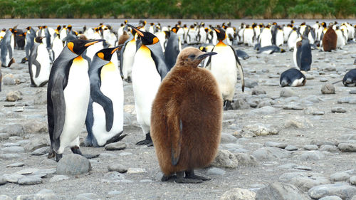 Young adult king penguin