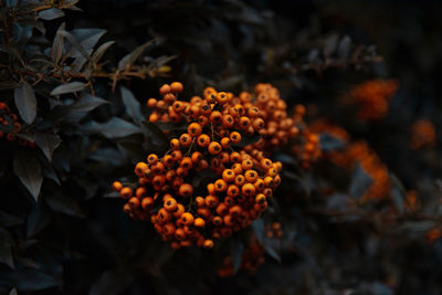 Close-up of orange flowers on leaves