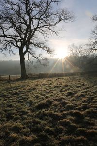 Sunlight streaming through trees on field against sky at sunset