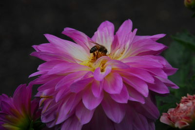 Close-up of bee pollinating on flower