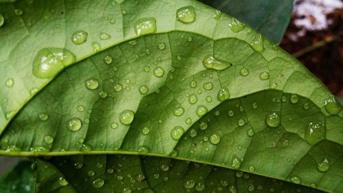 Full frame shot of raindrops on leaf