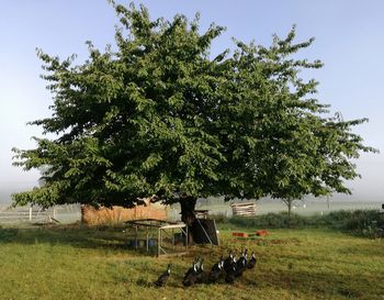Trees on field against sky