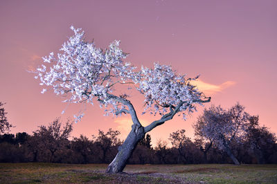 Low angle view of trees on field against romantic sky at sunset