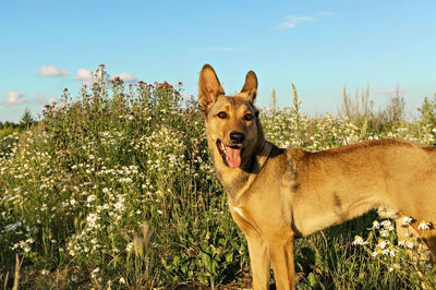 Portrait of red ginger dog with protruding tongue walking on flower meadow in summer. walk pets