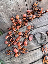 High angle view of food on wood