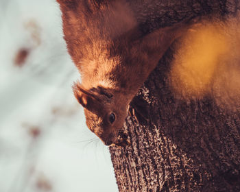 Close-up of a squirrel hanging upside down on a tree. 