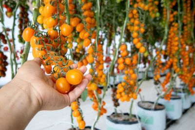 Cropped hand of woman holding tomatoes