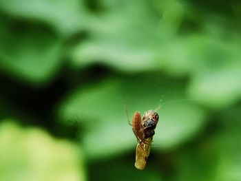 Close-up of insect on leaf