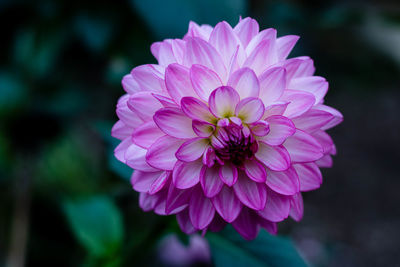 Close-up of pink dahlia blooming outdoors
