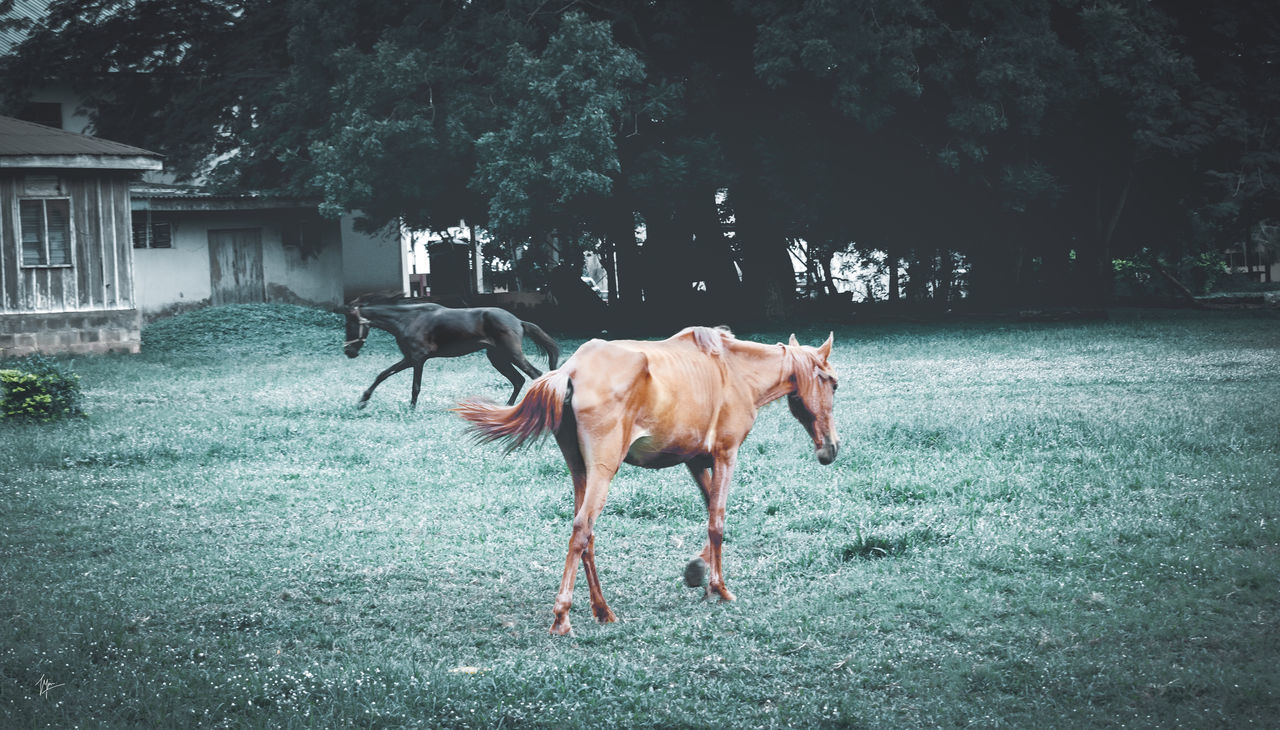 animal, mammal, animal themes, horse, domestic animals, plant, pet, livestock, tree, animal wildlife, nature, grass, one animal, day, no people, land, outdoors, architecture, field, full length, herbivorous, running