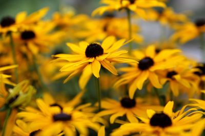 Close-up of yellow flowers blooming outdoors