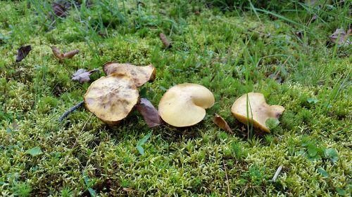 High angle view of mushrooms growing on field