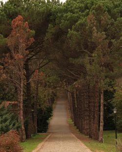 View of trees in forest