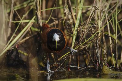 Close-up of bird in water