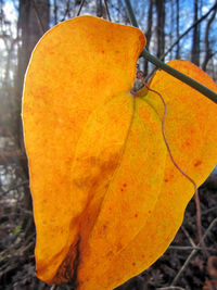 Close-up of orange leaf on tree