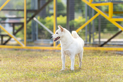 White shiba inu or hokkaido inu. white dog standing in the playground. shiba inu dog the yard. 