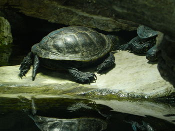 Close-up of turtle on rock