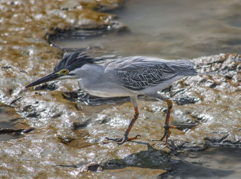 High angle view of a bird drinking water