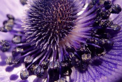 Close-up of bumblebee on purple flower