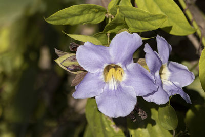Close-up of purple flowering plant