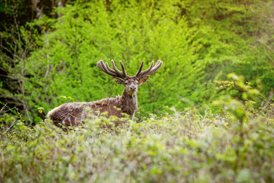 Deer in a forest