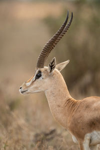 Close-up of male grant gazelle in profile