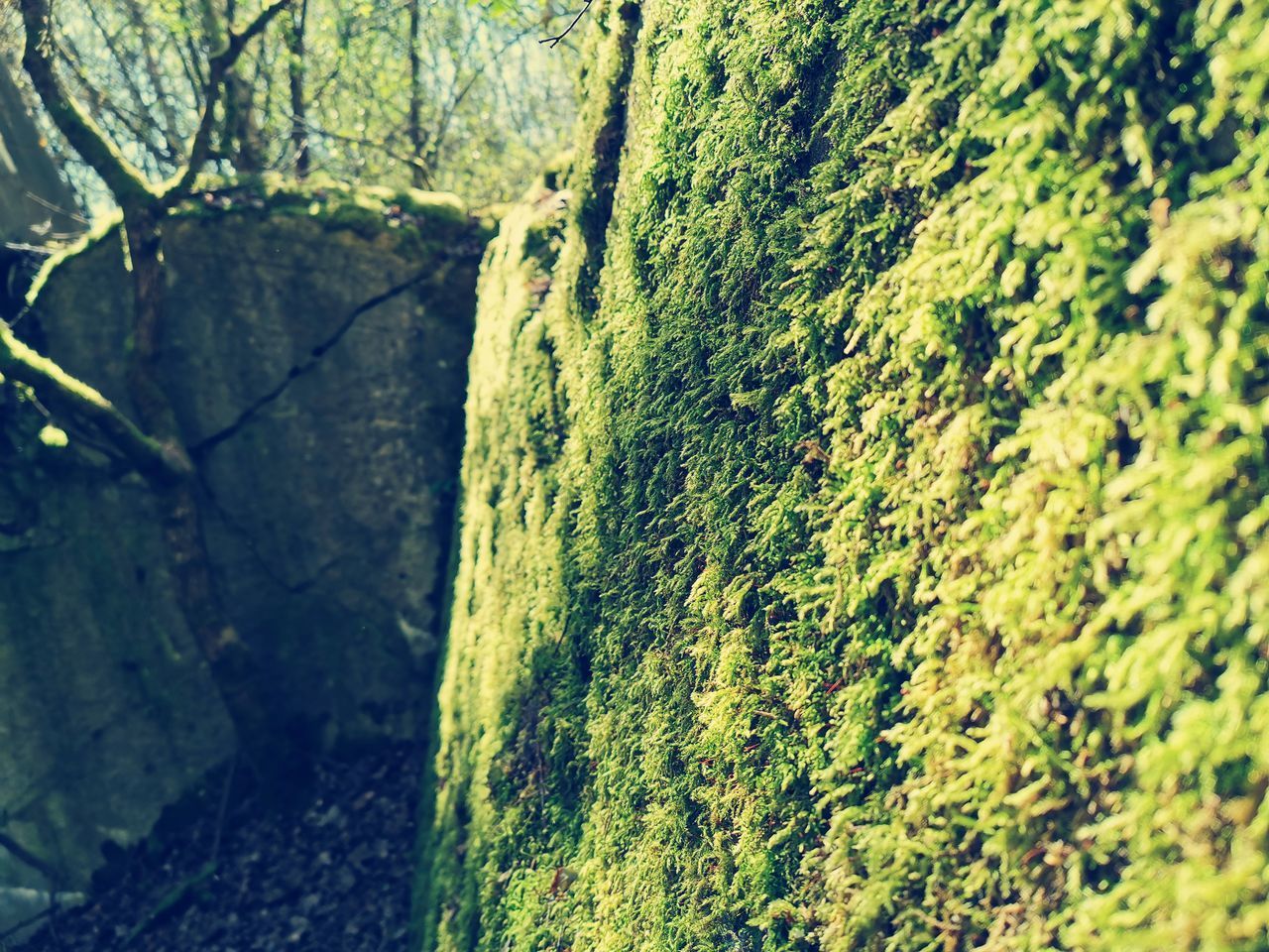 CLOSE-UP OF MOSS ON ROCK AGAINST WALL