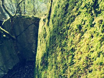 Close-up of moss growing on rocks