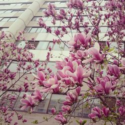 Low angle view of pink flowers
