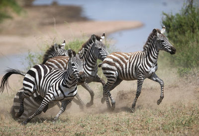 Zebra standing on field