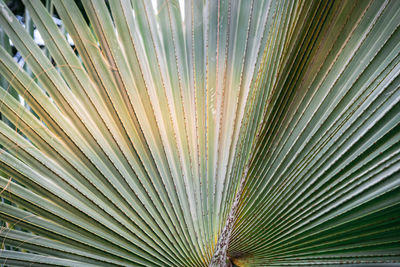 Full frame shot of palm tree