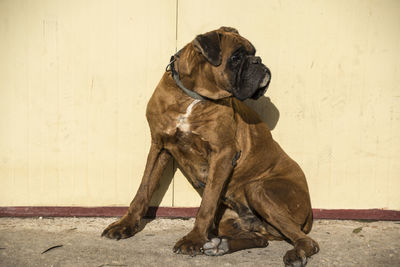 Dog looking away while sitting on wall