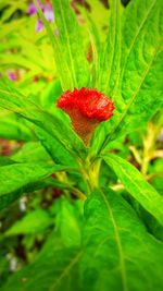 Close-up of red flower on plant