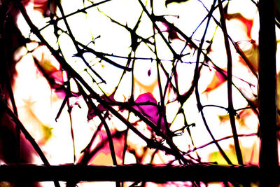 Close-up of branches against blurred background