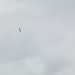 Low angle view of birds flying in sky