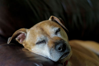 Close-up of a dog resting