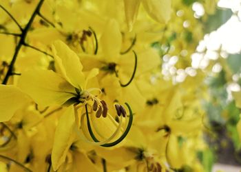Close-up of yellow flowering plant leaves
